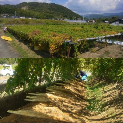 【四国一小さなまち】★令和5年11月下旬発送開始★田野町特選『令和5年産 自然薯』 約 1kg