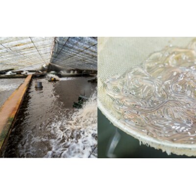 【四国一小さなまち】田野町産うなぎ蒲焼き(小) 2本tano