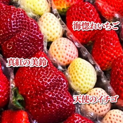 【四国一小さなまち】≪農園直送≫ 高級品種3色いちごBOX　計600g程度