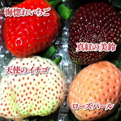 【四国一小さなまち】≪農園直送≫ 高級品種4色いちごBOX　計600g程度
