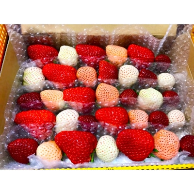 【四国一小さなまち】≪農園直送≫ 高級品種4色いちごBOX　計600g程度