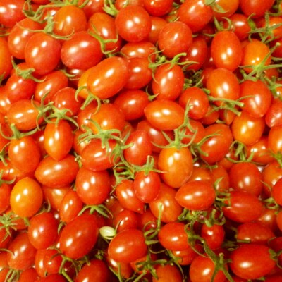 【四国一小さなまち】黒岩さん家のアイコトマト　約1.5kg(約250g×6袋)tano