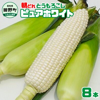 【四国一小さなまちのとうもろこし】先行受付★2024年6月中旬発送開始予定★ピュアホワイト　8本