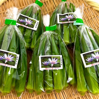 ≪先行受付≫【四国一小さなまちのオクラ】黒岩さん家のオクラ 10袋