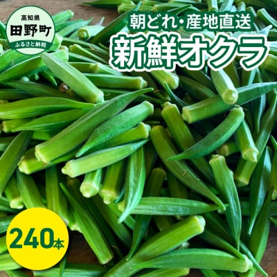【四国一小さなまち】≪朝どれ:産地直送≫令和6年産 新鮮オクラ 240本 おくら 厳選 旬 野菜