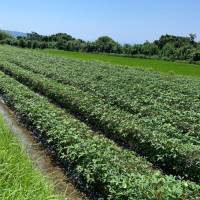 【四国一小さなまち】≪朝どれ:産地直送≫令和6年産 新鮮オクラ 240本 おくら 厳選 旬 野菜