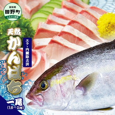 【四国一小さなまち】天然カンパチ 1.5~2kg 1尾(エラ・内臓除去済)