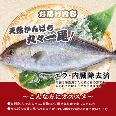 【四国一小さなまち】天然カンパチ 1.5~2kg 1尾(エラ・内臓除去済)
