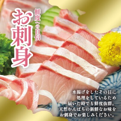 【四国一小さなまち】天然カンパチ 1.5~2kg 1尾(エラ・内臓除去済)