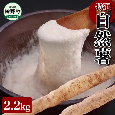 【四国一小さなまちの自然薯】田野町特選『令和6年産 自然薯』約2.2kg