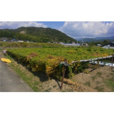 【四国一小さなまちの自然薯】田野町特選『令和6年産 自然薯』約2.2kg