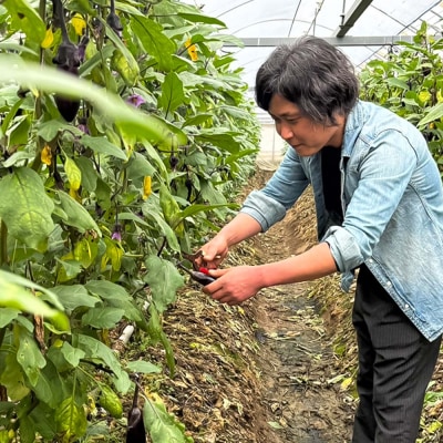 訳あり高知県産の朝どれナス　1kg																												 				