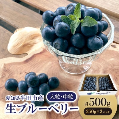 【完熟】生ブルーベリー 大粒・中粒　250g×2パック　※2025年6月より上旬より順次発送