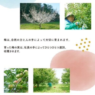 國盛 知多露茜 梅原酒