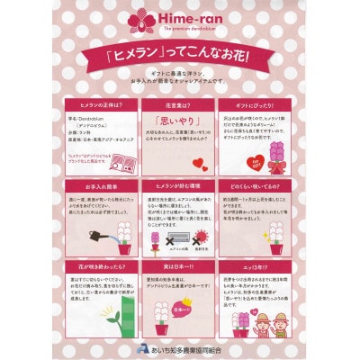 デンドロビューム「リセ」【ヒメランラッピング】Mサイズ