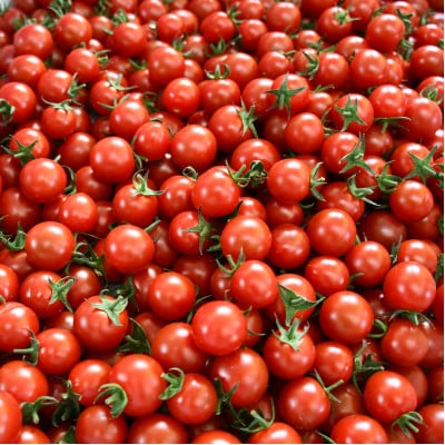 ミニトマト約1kg