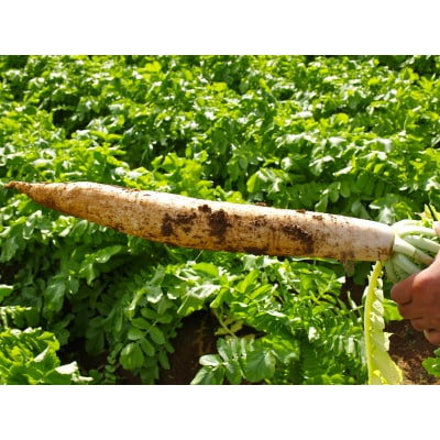 きむらや いぶりがっこと秋田漬物詰合せ10点セット[B7-4301]