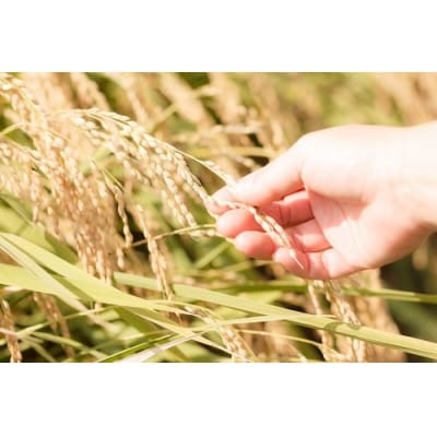 【令和7年産米】小野小町の郷特撰米あきたこまち　5kg×2袋[C3-2201]