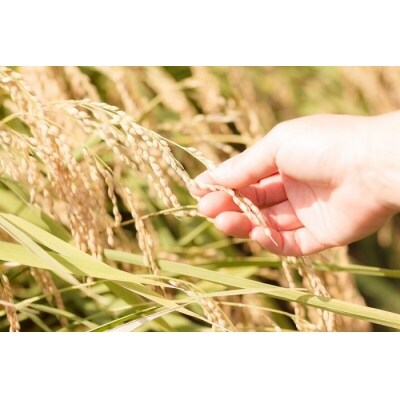 【令和7年産米】小野小町の郷特別栽培米あきたこまち　5kg×2袋[C7-2201]