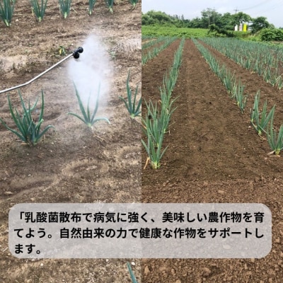 環境に優しい農業用乳酸菌　BARU乳酸菌液　1000ml[M9903]