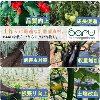 環境に優しい農業用乳酸菌　BARU乳酸菌液　1000ml[M9903]