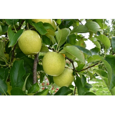 三関産りんご晩成種詰め合わせ　3kg満杯詰め[K10402]