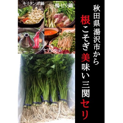 【秋田伝統野菜】三関産せり 5束 せりしゃぶ[B9916]