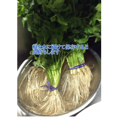 【秋田伝統野菜】三関産せり 5束 せりしゃぶ[B9916]