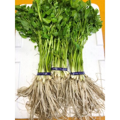 【秋田伝統野菜】三関産せり 5束 せりしゃぶ[B9916]