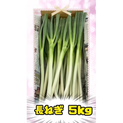 丹精込めてつくった秋田県産「長ねぎ」[B1-13301]