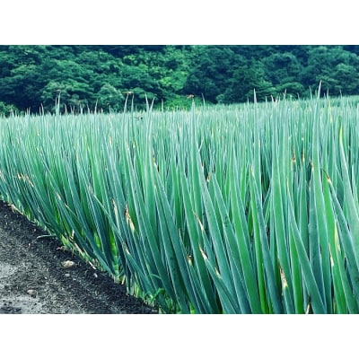 丹精込めてつくった秋田県産「長ねぎ」[B1-13301]