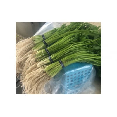 三関セリ　5束[M2601]