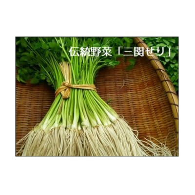 三関セリ　5束[M2601]