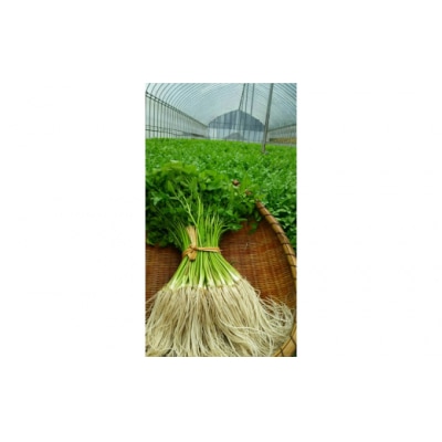 三関セリ　5束[M2601]