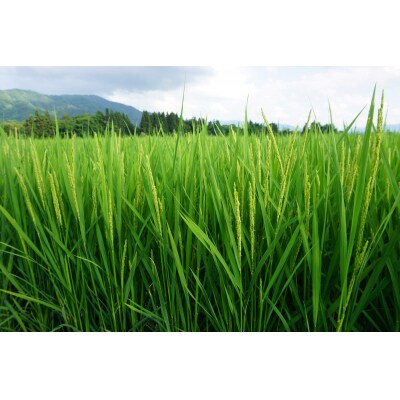 【定期便】あきたこまち玄米パックごはん3ヵ月72食分【パックごはん乳酸菌入り】[D2302]
