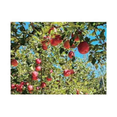 りんごジュース　10個入[J4803]