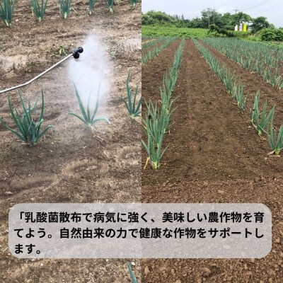 環境に優しい農業用乳酸菌　BARU乳酸菌液　20L　業務用[N9901]