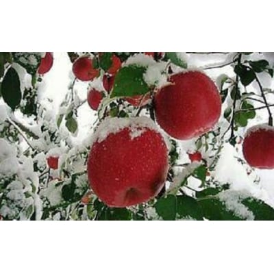 三関りんご 樹上完熟ふじ贈答品 5kg[B5-3203]