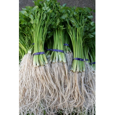 三関産セリ5束[M7801]