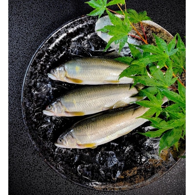 【夏季限定】生鮎・天然仕立て《こまち鮎》活〆5匹　熨斗対応可[B15-4201]
