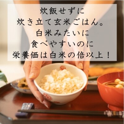 【定期便】あきたこまち玄米パックごはん 6ヵ月 144食分【パックごはん乳酸菌入り】[E2304]