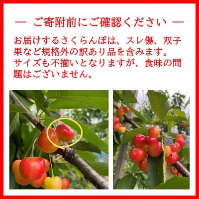 さくらんぼ(佐藤錦) 訳あり 1kg M～2Lサイズ混合[B6-2802]