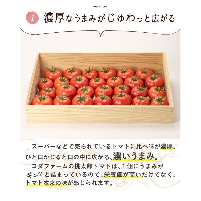 【2023年4月中旬より順次発送】旨味がじゅわっと溢れ出る!樹上完熟トマト約2Kg
