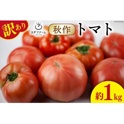 【2026年発送　先行受付】【秋作】【訳あり】桃太郎トマト 約1kg　