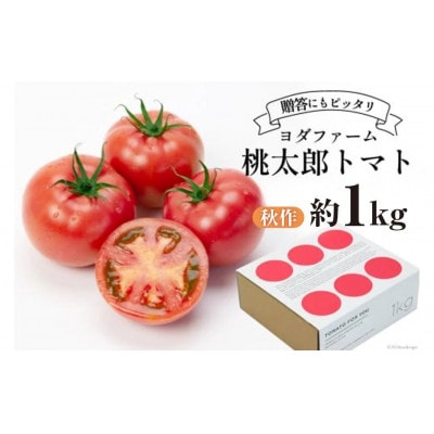 【2026年発送　先行受付】【秋作】トマト 桃太郎約1kg