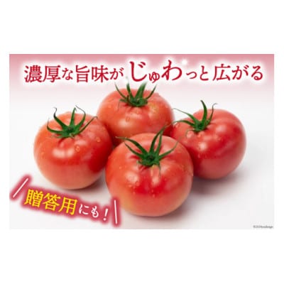 【2026年発送　先行受付】【秋作】トマト 桃太郎約1kg