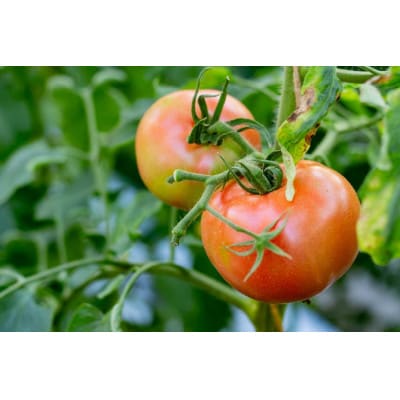 【2026年発送　先行受付】【秋作】トマト 桃太郎 約2kg