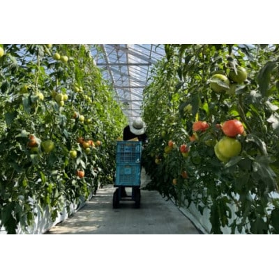 ドライトマト 1袋(50g)