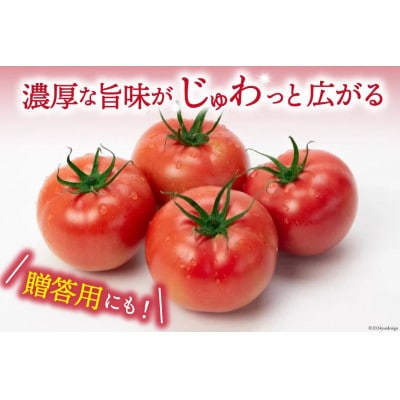 【2026年発送　先行受付】【春作】トマト 桃太郎 約1kg