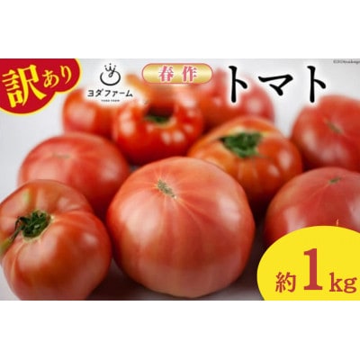 �y2026�N�����@��s��t�z�y�t��z�y�󂠂�z�����Y�g�}�g ��1kg